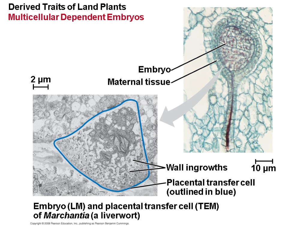 Chapter 29 Plant Diversity I How Plants Colonized